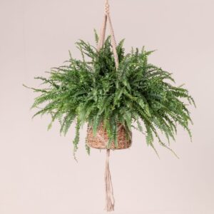 Nephrolepis exaltata ‘Green Lady’